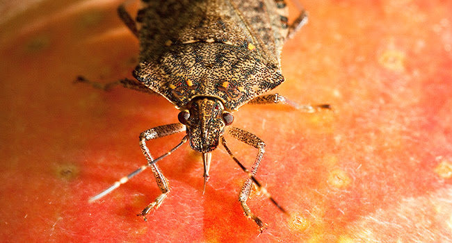 The brown marmorated stink bug, shown here feeding on an apple, is a major economic threat to fruit crops, garden vegetables and many ornamentals.